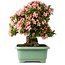Rhododendron indicum Nyohozan, 56 cm, ± 30 jaar oud, met een nebari van 22 cm