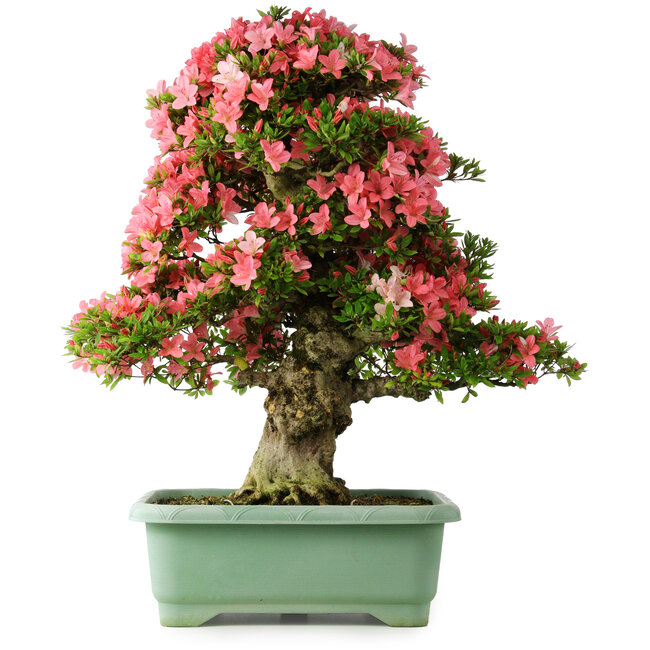 Rhododendron indicum Shin Nikko, 78 cm, ± 30 jaar oud, met een nebari van 15 cm