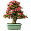 Rhododendron indicum Shin Nikko, 78 cm, ± 30 jaar oud, met een nebari van 15 cm