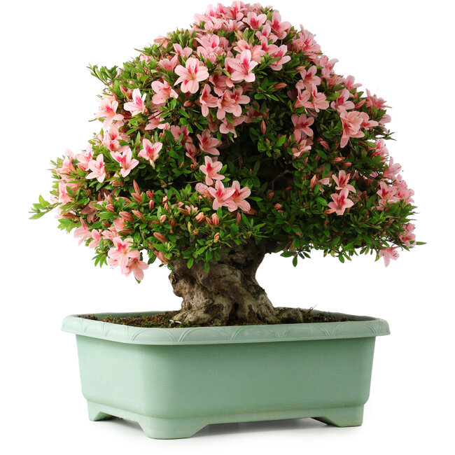 Rhododendron indicum Nyohozan, 56 cm, ± 30 anni, con un nebari di 22 cm