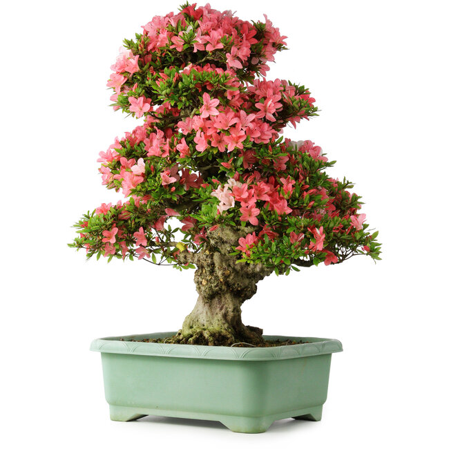 Rhododendron indicum Shin Nikko, 78 cm, ± 30 anni, con un nebari di 15 cm