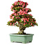 Rhododendron indicum Shin Nikko, 78 cm, ± 30 jaar oud, met een nebari van 15 cm