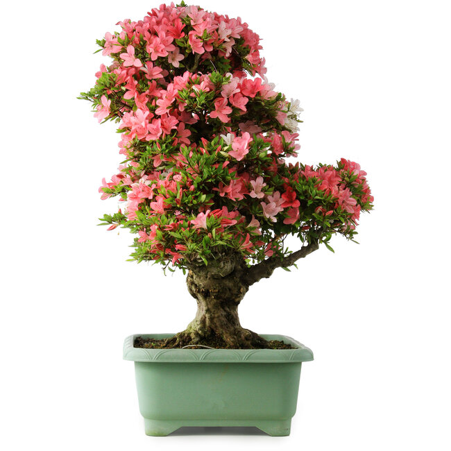 Rhododendron indicum Shin Nikko, 78 cm, ± 30 years old, with a nebari of 15 cm