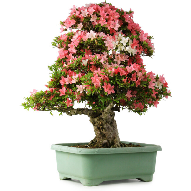 Rhododendron indicum Shin Nikko, 78 cm, ± 30 jaar oud, met een nebari van 15 cm