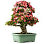 Rhododendron indicum Shin Nikko, 78 cm, ± 30 años, con un nebari de 15 cm