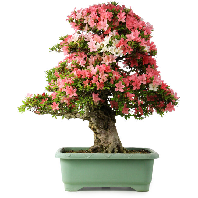 Rhododendron indicum Shin Nikko, 78 cm, ± 30 anni, con un nebari di 15 cm