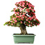 Rhododendron indicum Shin Nikko, 78 cm, ± 30 años, con un nebari de 15 cm