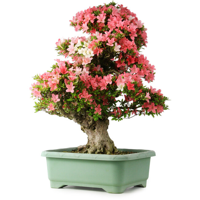 Rhododendron indicum Shin Nikko, 78 cm, ± 30 years old, with a nebari of 15 cm