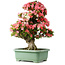 Rhododendron indicum Shin Nikko, 78 cm, ± 30 jaar oud, met een nebari van 15 cm