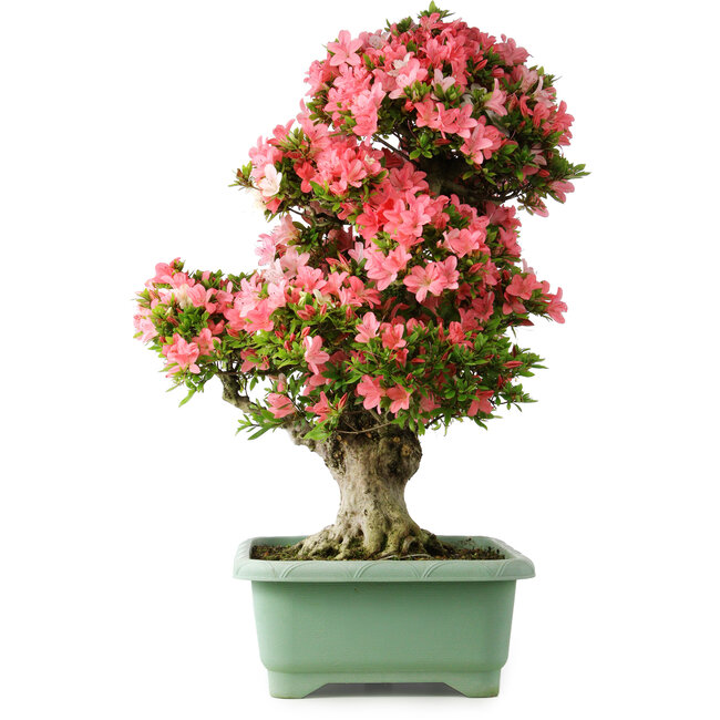 Rhododendron indicum Shin Nikko, 78 cm, ± 30 Jahre alt, mit einem Nebari von 15 cm
