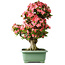 Rhododendron indicum Shin Nikko, 78 cm, ± 30 jaar oud, met een nebari van 15 cm