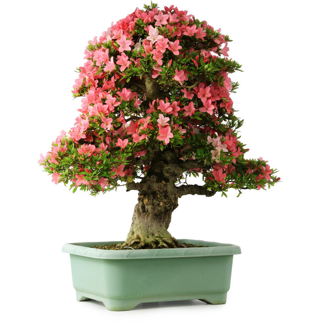 Rhododendron indicum Shin Nikko, 78 cm, ± 30 anni, con un nebari di 15 cm