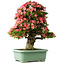 Rhododendron indicum Shin Nikko, 78 cm, ± 30 jaar oud, met een nebari van 15 cm