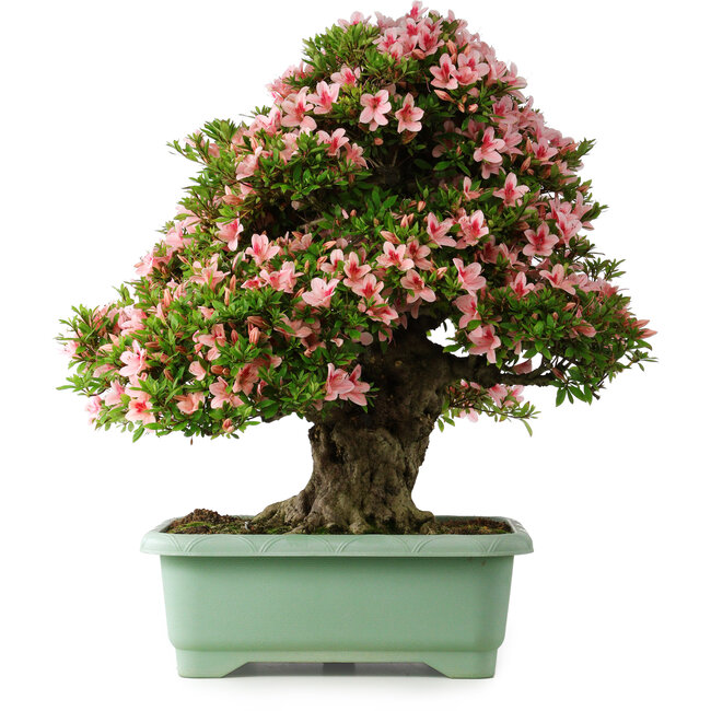Rhododendron indicum Nyohozan, 70 cm, ± 30 jaar oud, met een nebari van 18 cm