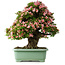 Rhododendron indicum Nyohozan, 70 cm, ± 30 jaar oud, met een nebari van 18 cm