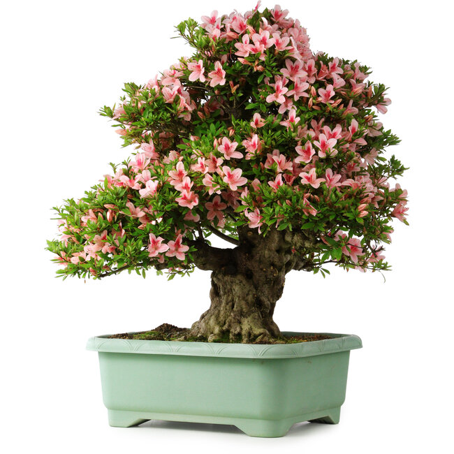 Rhododendron indicum Nyohozan, 70 cm, ± 30 Jahre alt, mit einem Nebari von 18 cm