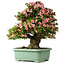 Rhododendron indicum Nyohozan, 70 cm, ± 30 jaar oud, met een nebari van 18 cm