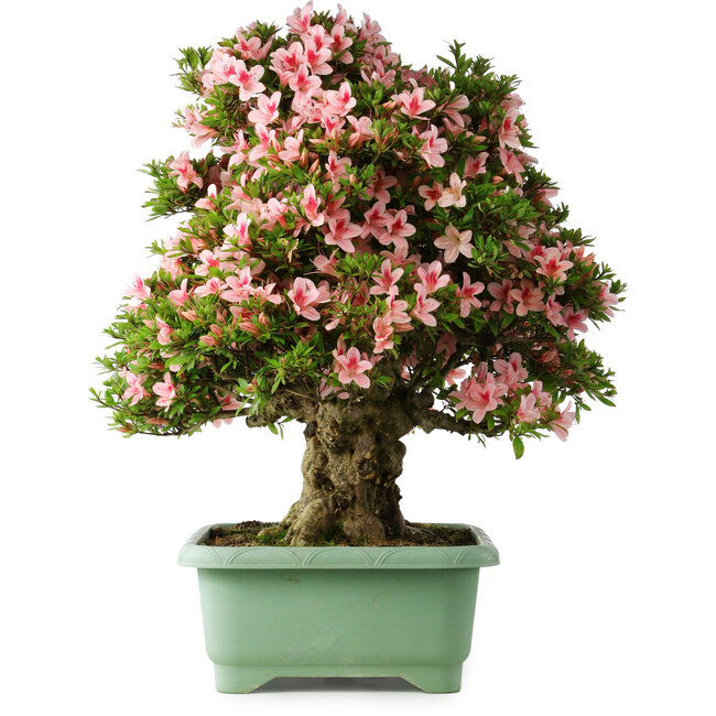 Rhododendron indicum Nyohozan, 70 cm, ± 30 years old, with a nebari of 18 cm