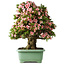 Rhododendron indicum Nyohozan, 70 cm, ± 30 jaar oud, met een nebari van 18 cm