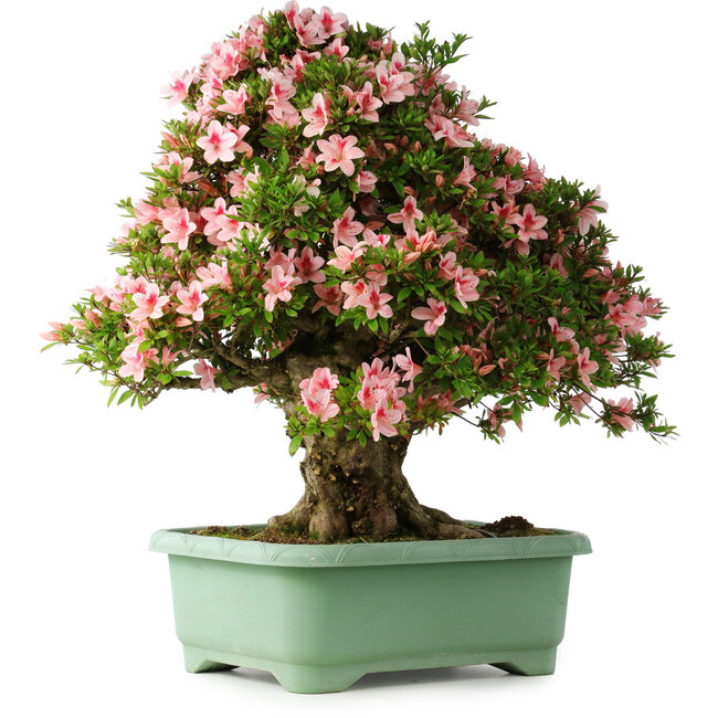 Rhododendron indicum Nyohozan, 70 cm, ± 30 Jahre alt, mit einem Nebari von 18 cm