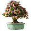 Rhododendron indicum Nyohozan, 70 cm, ± 30 jaar oud, met een nebari van 18 cm
