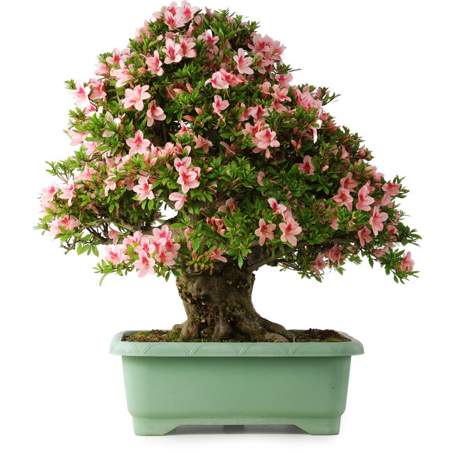 Rhododendron indicum Nyohozan, 70 cm, ± 30 años, con un nebari de 18 cm