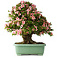 Rhododendron indicum Nyohozan, 70 cm, ± 30 jaar oud, met een nebari van 18 cm
