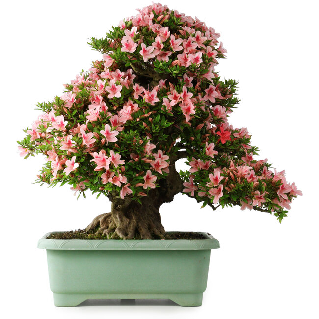 Rhododendron indicum Nyohozan, 66 cm, ± 30 ans, avec un nebari de 19 cm