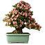 Rhododendron indicum Nyohozan, 66 cm, ± 30 ans, avec un nebari de 19 cm