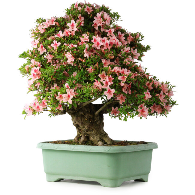 Rhododendron indicum Nyohozan, 70 cm, ± 30 anni, con un nebari di 18 cm