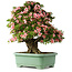 Rhododendron indicum Nyohozan, 70 cm, ± 30 jaar oud, met een nebari van 18 cm