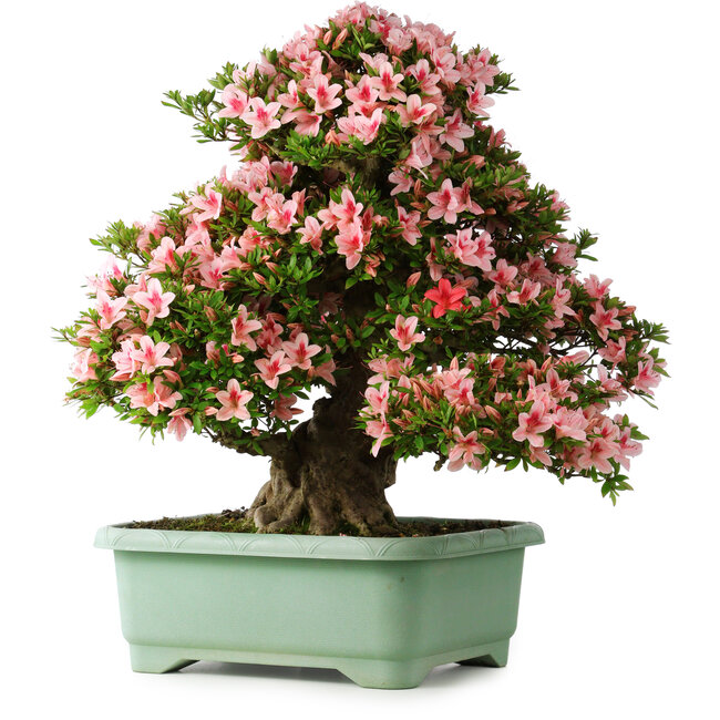 Rhododendron indicum Nyohozan, 66 cm, ± 30 ans, avec un nebari de 19 cm