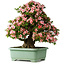 Rhododendron indicum Nyohozan, 66 cm, ± 30 jaar oud, met een nebari van 19 cm
