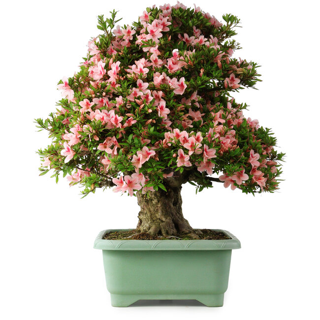 Rhododendron indicum Nyohozan, 70 cm, ± 30 years old, with a nebari of 18 cm