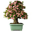 Rhododendron indicum Nyohozan, 70 cm, ± 30 jaar oud, met een nebari van 18 cm