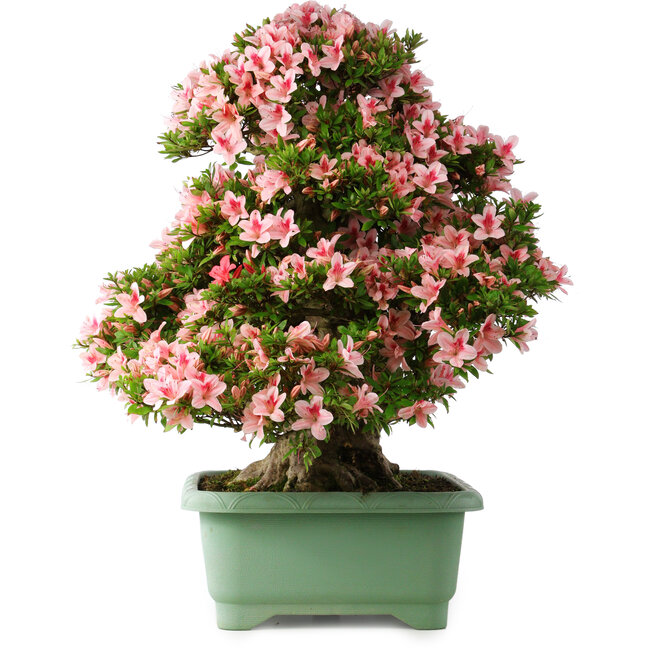 Rhododendron indicum Nyohozan, 66 cm, ± 30 ans, avec un nebari de 19 cm
