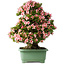 Rhododendron indicum Nyohozan, 66 cm, ± 30 jaar oud, met een nebari van 19 cm