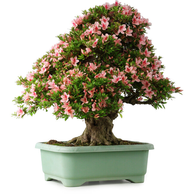 Rhododendron indicum Nyohozan, 70 cm, ± 30 ans, avec un nebari de 18 cm