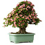 Rhododendron indicum Nyohozan, 70 cm, ± 30 jaar oud, met een nebari van 18 cm