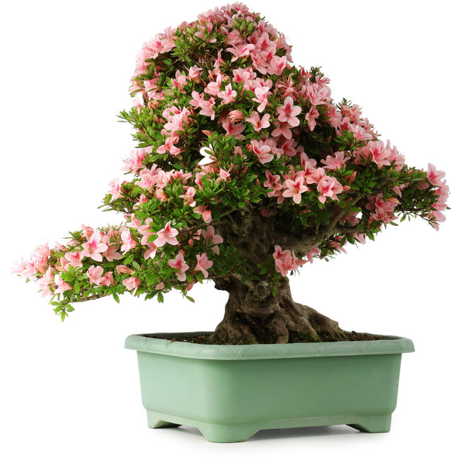 Rhododendron indicum Nyohozan, 66 cm, ± 30 Jahre alt, mit einem Nebari von 19 cm