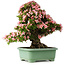 Rhododendron indicum Nyohozan, 66 cm, ± 30 jaar oud, met een nebari van 19 cm