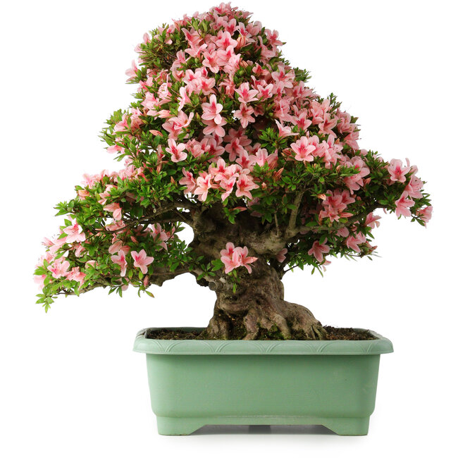 Rhododendron indicum Nyohozan, 66 cm, ± 30 ans, avec un nebari de 19 cm