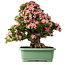 Rhododendron indicum Nyohozan, 66 cm, ± 30 jaar oud, met een nebari van 19 cm