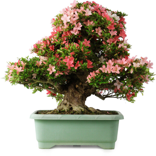 Rhododendron indicum Shin Nikko, 65 cm, ± 30 Jahre alt, mit einem Nebari von 16 cm