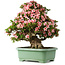 Rhododendron indicum Nyohozan, 66 cm, ± 30 años, con un nebari de 19 cm