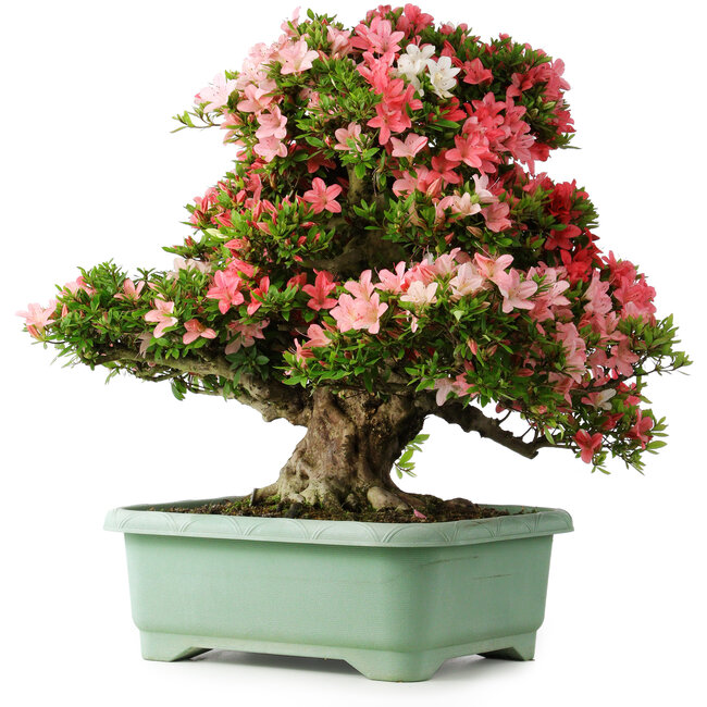 Rhododendron indicum Shin Nikko, 65 cm, ± 30 Jahre alt, mit einem Nebari von 16 cm