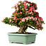 Rhododendron indicum Shin Nikko, 65 cm, ± 30 Jahre alt, mit einem Nebari von 16 cm