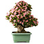 Rhododendron indicum Nyohozan, 66 cm, ± 30 jaar oud, met een nebari van 19 cm