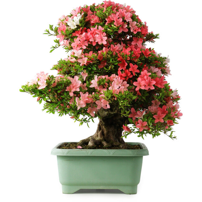 Rhododendron indicum Shin Nikko, 65 cm, ± 30 years old, with a nebari of 16 cm