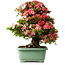 Rhododendron indicum Shin Nikko, 65 cm, ± 30 jaar oud, met een nebari van 16 cm